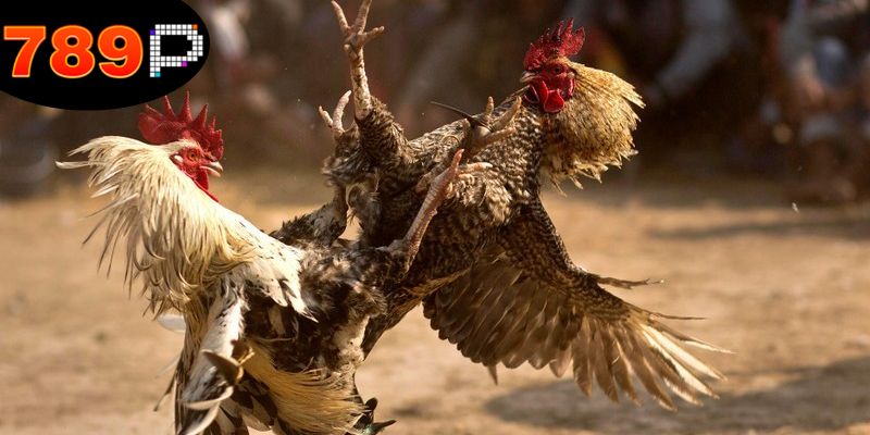 Mẹo Đá Gà Thắng Lớn - Kỹ Năng Để Nâng Cao Tỉ Lệ Thắng 3 chon-giong-ga-chien-khoe-de-thang-lon