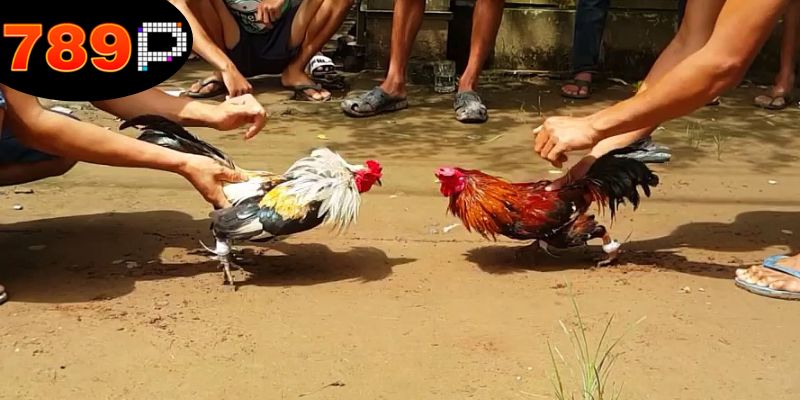 Mẹo Đá Gà Thắng Lớn - Kỹ Năng Để Nâng Cao Tỉ Lệ Thắng 1 meo-da-ga-thang-lon